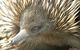 Dundee's Wildlife Park - thumb 3