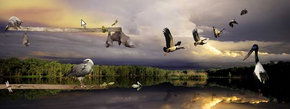 Territory Wildlife Park - Accommodation Bookings 1