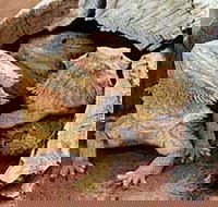 Alice Springs Reptile Centre - Accommodation Bookings