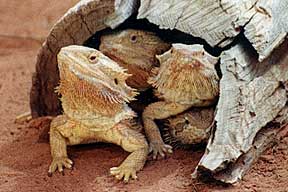 Alice Springs Reptile Centre - Accommodation Bookings 0