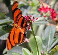 Butterfly Farm - Accommodation Bookings