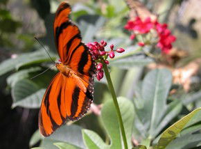 Butterfly Farm - Accommodation Bookings 0