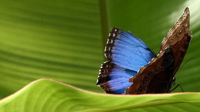 Butterfly Farm - Accommodation Bookings 3
