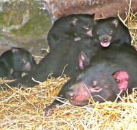 East Coast Natureworld - Accommodation Bookings