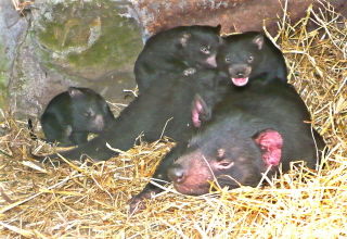 East Coast Natureworld - Accommodation Bookings 0