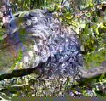 Koala Conservation Centre - Accommodation Bookings