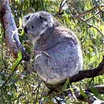 Koala Conservation Centre - Accommodation Bookings 0