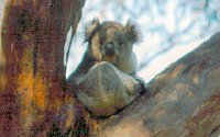 Koala Conservation Centre - Accommodation Bookings 2