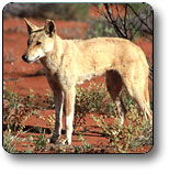 Uluru - Kata Tjuta National Park - Accommodation Bookings 3