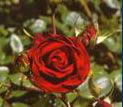 Ashcombe Maze & Tearooms - Accommodation Bookings 1