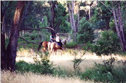 High Country Horses - Accommodation Bookings 1