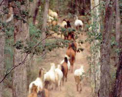 High Country Horses - Accommodation Bookings 2