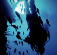Scuba World - Accommodation Bookings