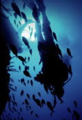 Scuba World - Accommodation Bookings 0