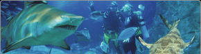 Scuba World - Accommodation Bookings 1
