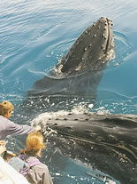 Storeyline Tours - Accommodation Bookings 1