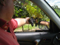 Mount Tamborine Winery & Homestead - Accommodation Bookings 1