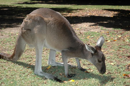 Bunbury Wildlife Park - Accommodation Bookings 1