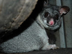 Bunbury Wildlife Park - Accommodation Bookings 2