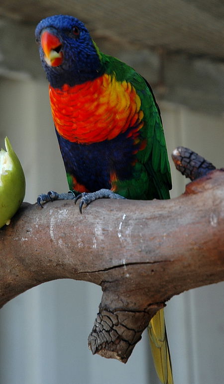 Bunbury Wildlife Park - Accommodation Bookings 3