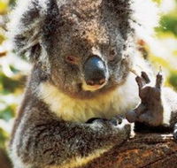 Gorge Wildlife Park - Accommodation Bookings