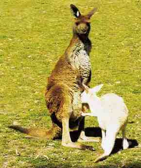 Gorge Wildlife Park - Accommodation Bookings 1