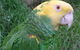 Gorge Wildlife Park - thumb 3