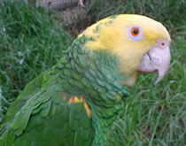 Gorge Wildlife Park - Accommodation Bookings 3