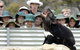 Tasmania Zoo - thumb 0