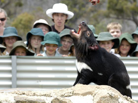 Tasmania Zoo - Accommodation Bookings 0