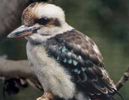 Nowra Wildlife Park - Accommodation Bookings 2