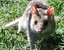 Fleurieu Peninsula SA Accommodation Bookings