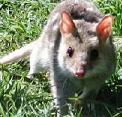 Urimbirra Wildlife Park - Accommodation Bookings