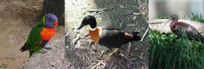 Urimbirra Wildlife Park - Accommodation Bookings 2