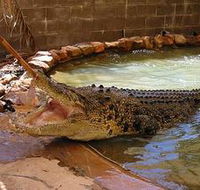 Wyndham Zoological Gardens and Crocodile Park - Accommodation Bookings