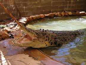 Wyndham Zoological Gardens And Crocodile Park - Accommodation Bookings 0