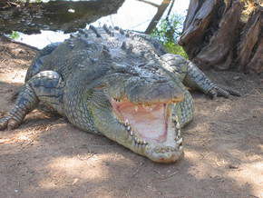 Wyndham Zoological Gardens And Crocodile Park - Accommodation Bookings 2
