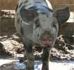 Wagga Wagga Zoo