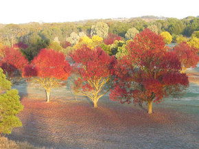 Balloon Adventures Barossa Valley - Accommodation Bookings 3