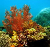 Three Islands Whale Shark Dive - Accommodation Bookings