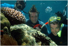 Dolphin Wild - Accommodation Bookings 1