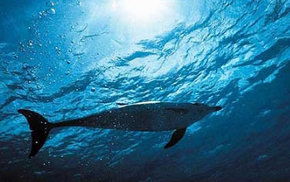 Dolphcom - Dolphin & Whale Swimming Adventures - Accommodation Bookings 1