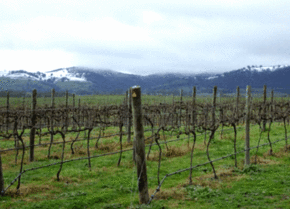 Kinloch Wines - Accommodation Bookings