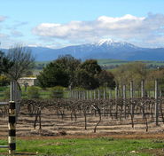 Buller View Wines - Accommodation Bookings