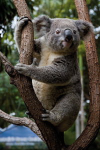 Currumbin Wildlife Sanctuary - Accommodation Bookings 1