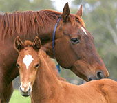 Blue Gum Farm - Accommodation Bookings 0