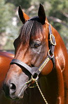 Blue Gum Farm - Accommodation Bookings 2