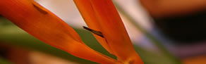 Darlinghurst NSW Accommodation Bookings