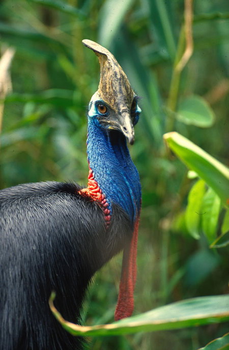 David Fleay Wildlife Park - Accommodation Bookings 0