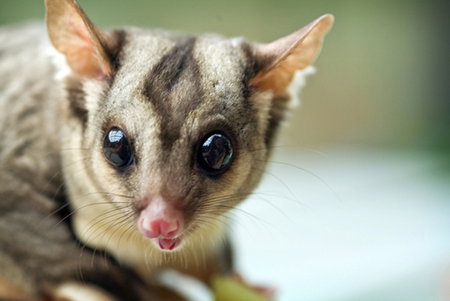 David Fleay Wildlife Park - Accommodation Bookings 1